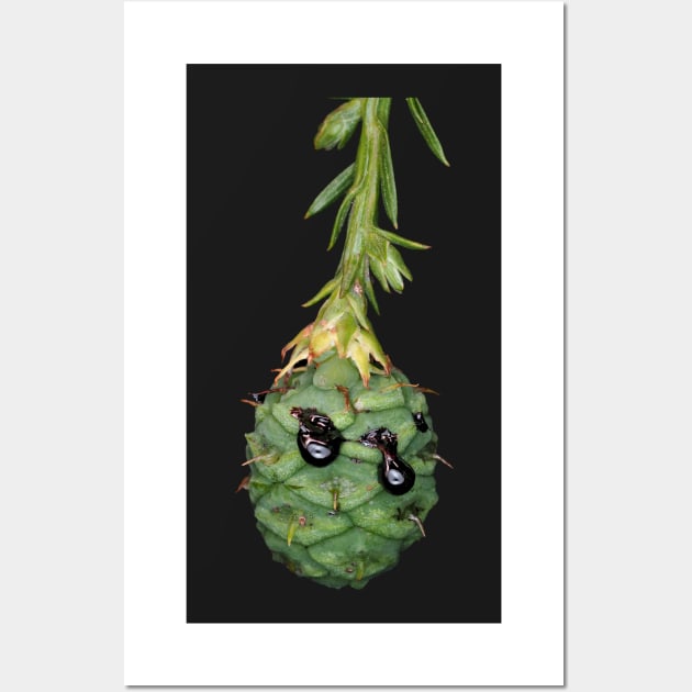 Green female cone of coastal redwood Wall Art by SDym Photography